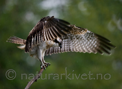 BB 12 0048 / Pandion haliaetus / Fiskeørn